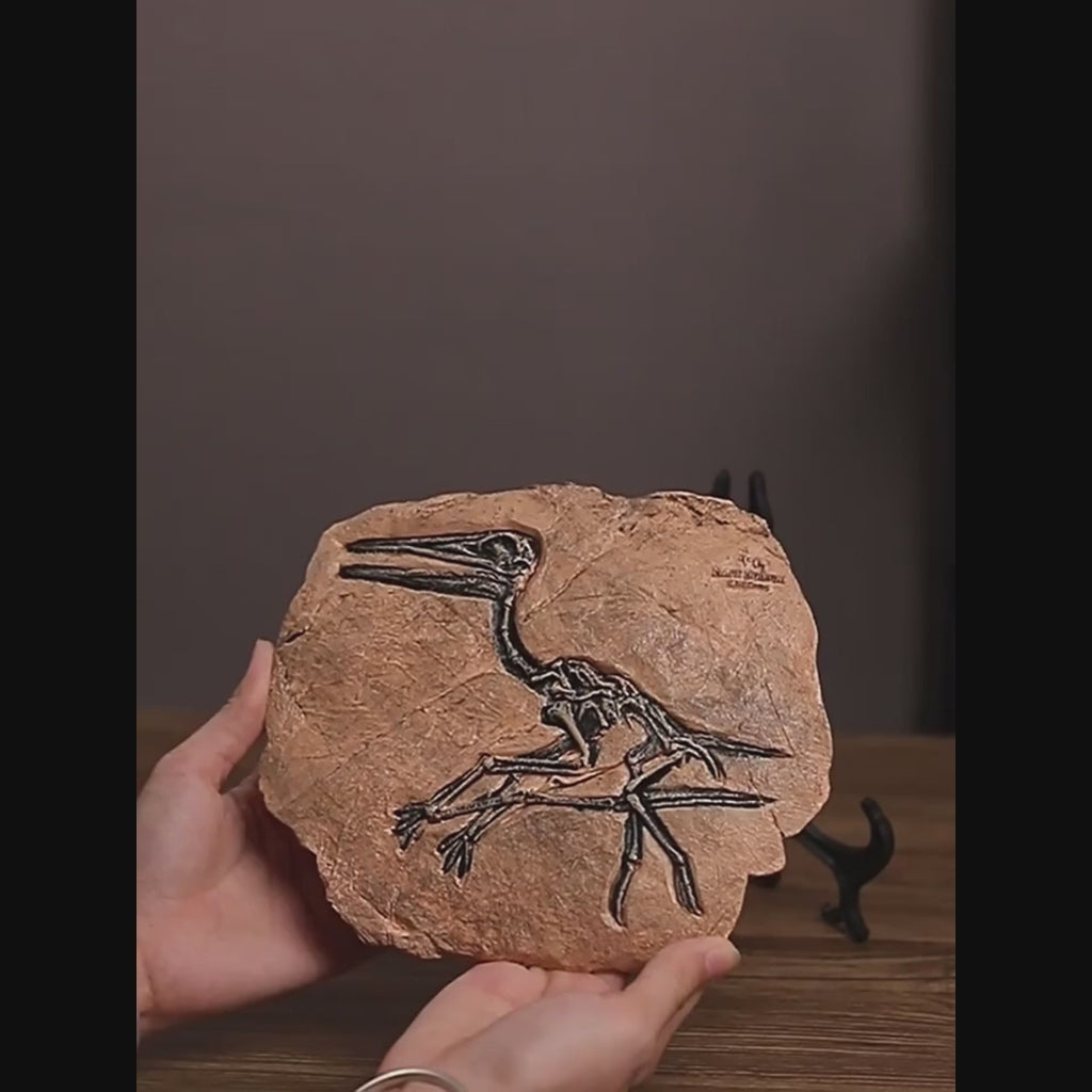 Pterosaurier-Fossil Replik